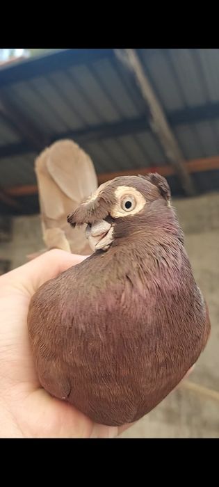 Голуби           .