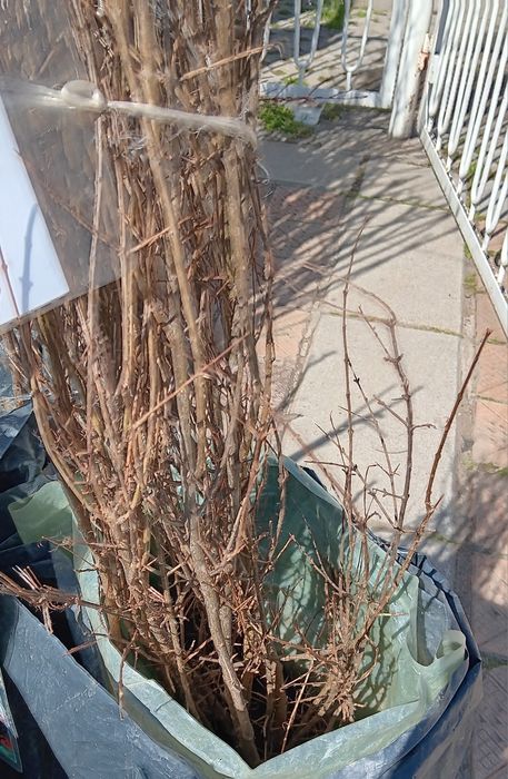 Промоция колонни дръвчета