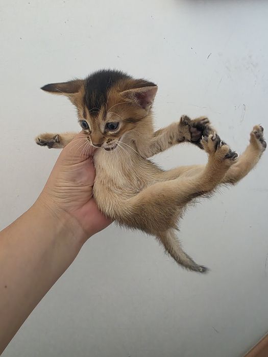 Абиссинские котята