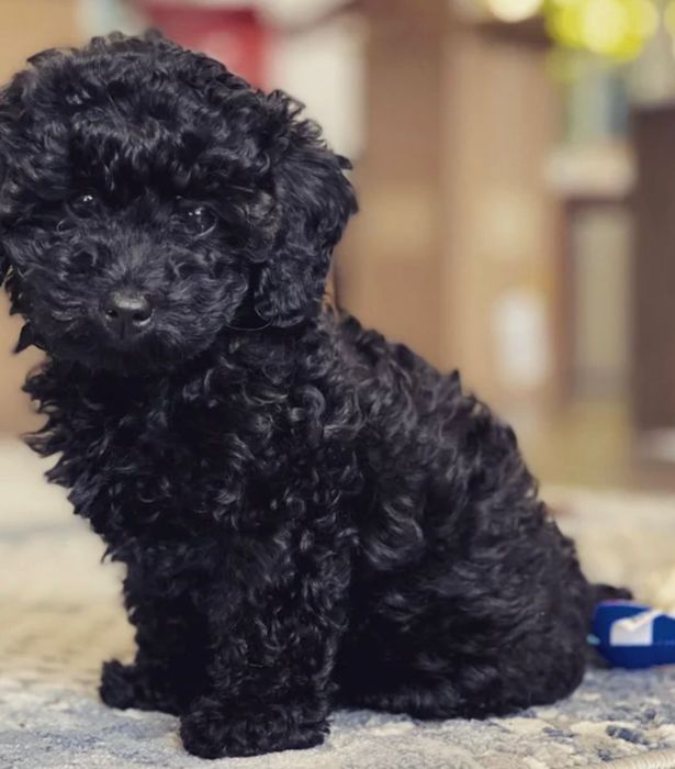 Pudel caniche 1200 lei