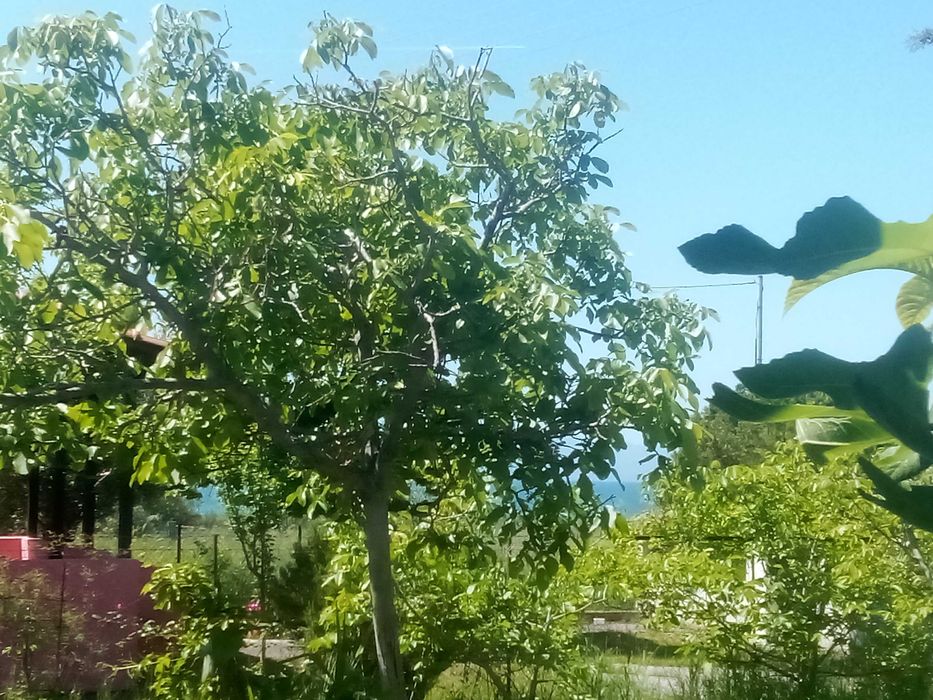 Дава под наем  озаведено бунгало до брега в Карияни-2500 евро/годишно.