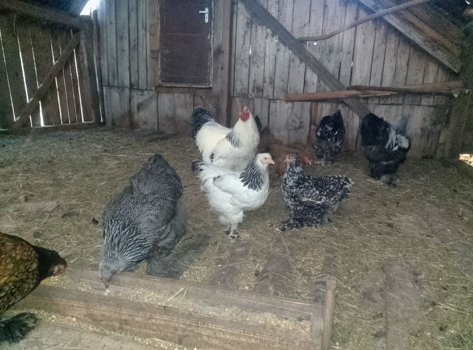 Oua brahma de incubat