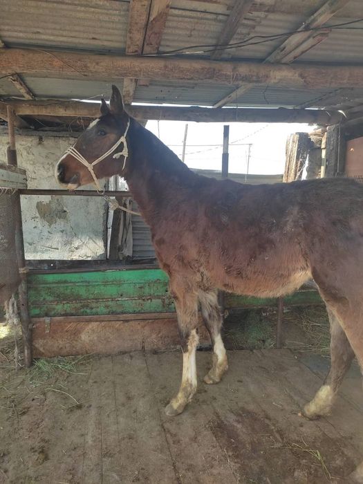 Тай сатылады‼️‼️