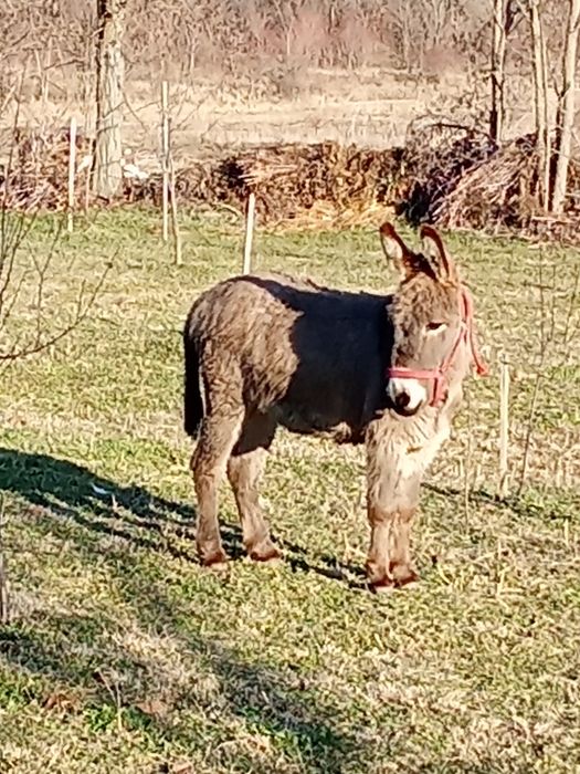 Vând măgar tânăr