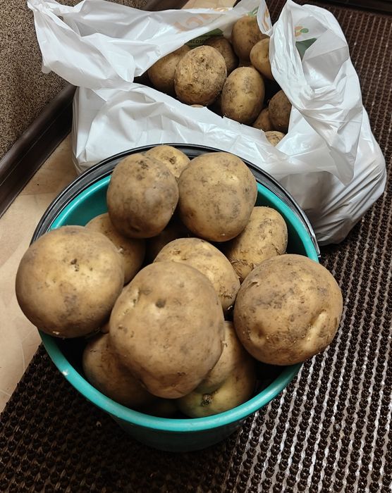 Продам картофель.