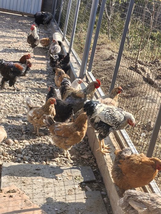 Продам  домашних Кур   Петухов