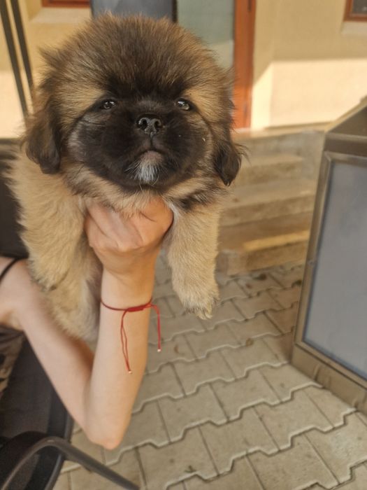 Пекинези на 2 месеца