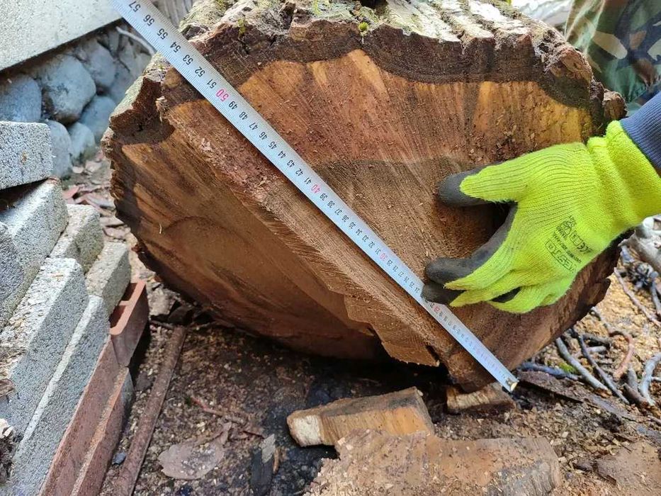 Орех дънер 53 см диаметър