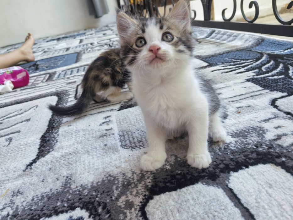 Отдам в хорошие руки котят