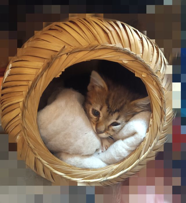 Подарявам малко коте