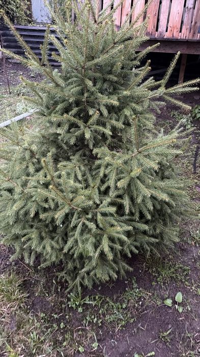 Продам елка ёлка