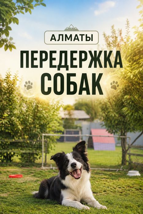 Передержка собак в Алматы. Домашнее содержание.