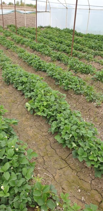 Клубника кучатлари