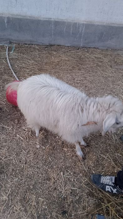 Козы, козы , козы