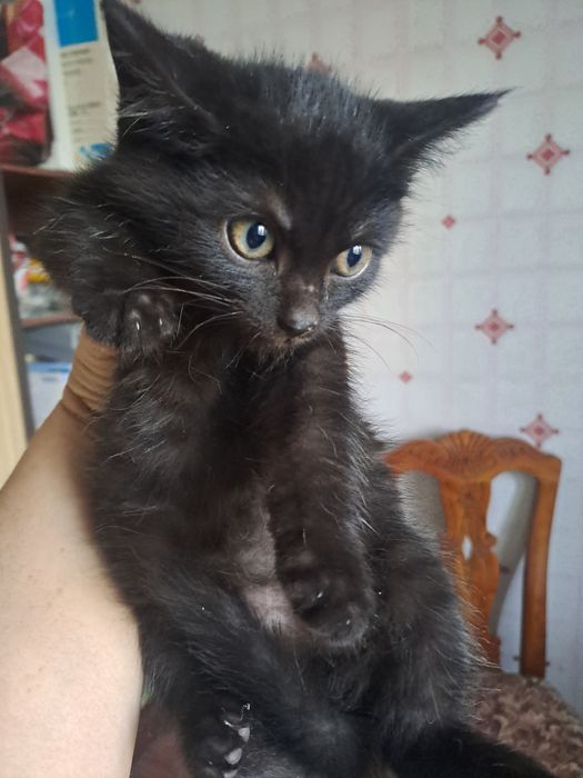 Красивые котята 1.5 мес. в добрые руки!