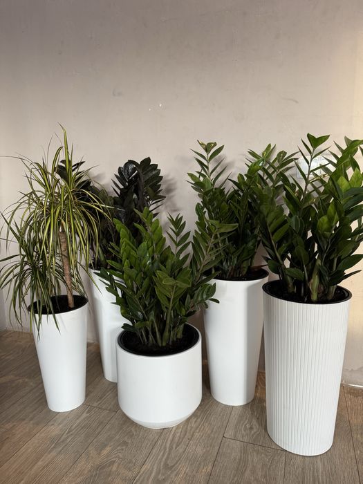 Доллар гул долларовое дерево цветы гулдер озеление