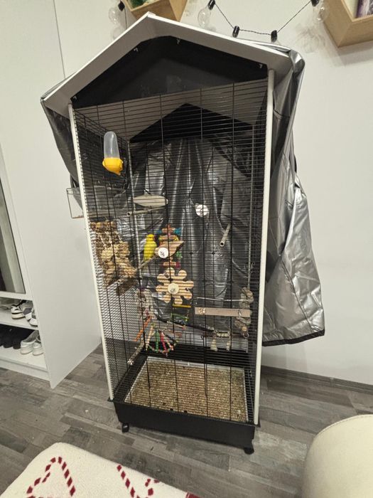 Papagal micul alexandru