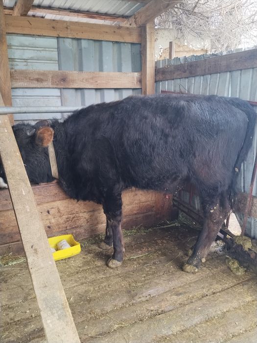 Бычки в хорошем состоянии