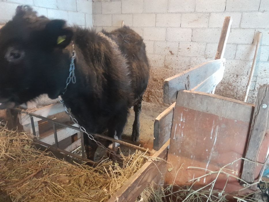 Продам Бычков по 9месец