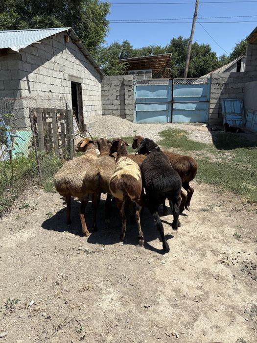 6 бас Семіз,ірі,байлау саулықтар