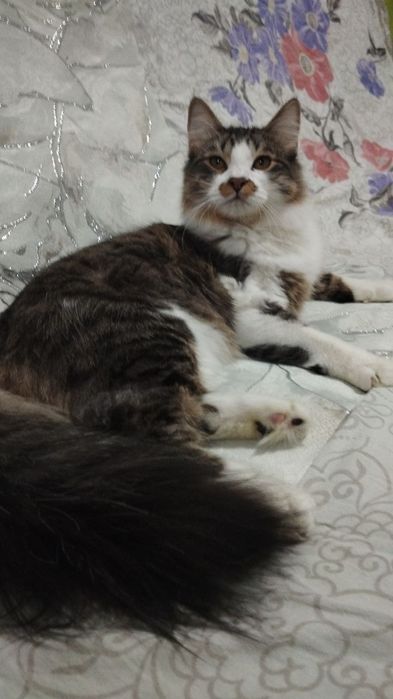 Ищет новый дом очень умный кот!