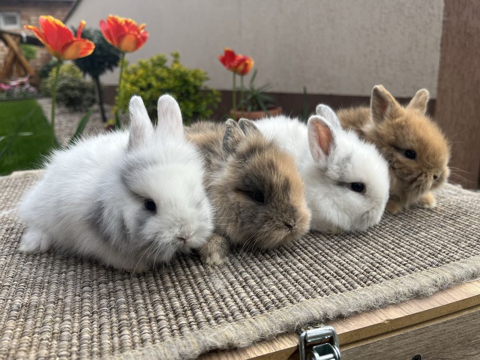 Iepurasi cap de leu pitic