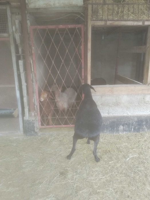 Жас семіз қой сатылады