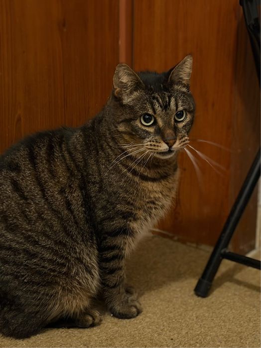 Мъжко коте търси дом, мил, гальовен и много красив