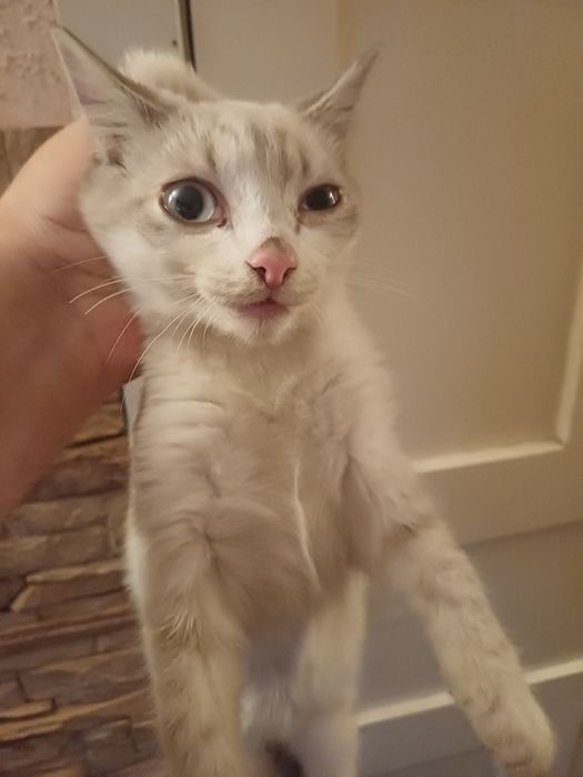 Отдам котят даром
