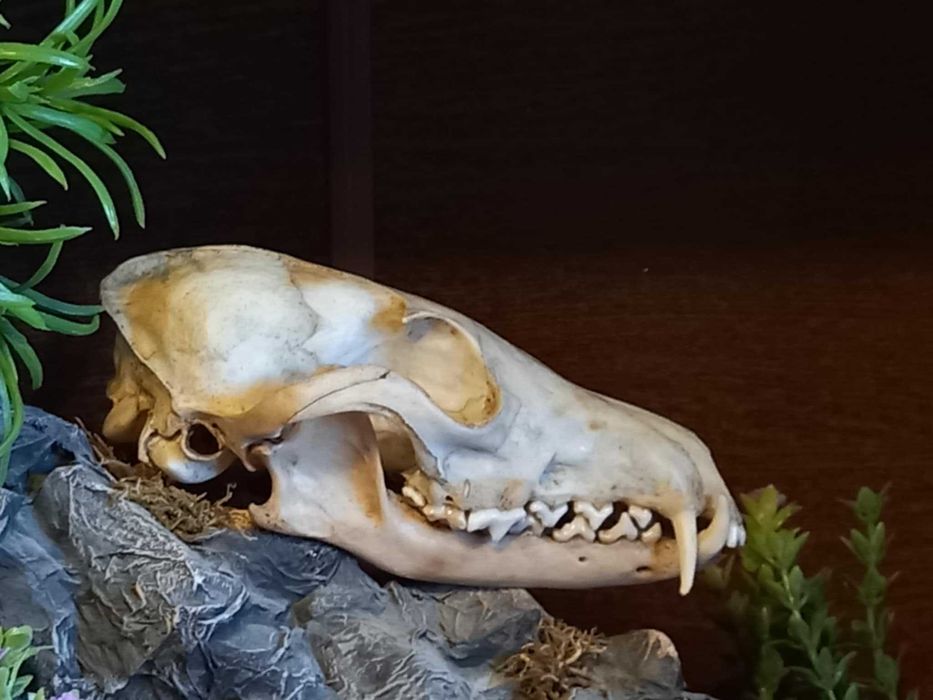 trofeu,trofee,craniu de vulpe cu decor Germania