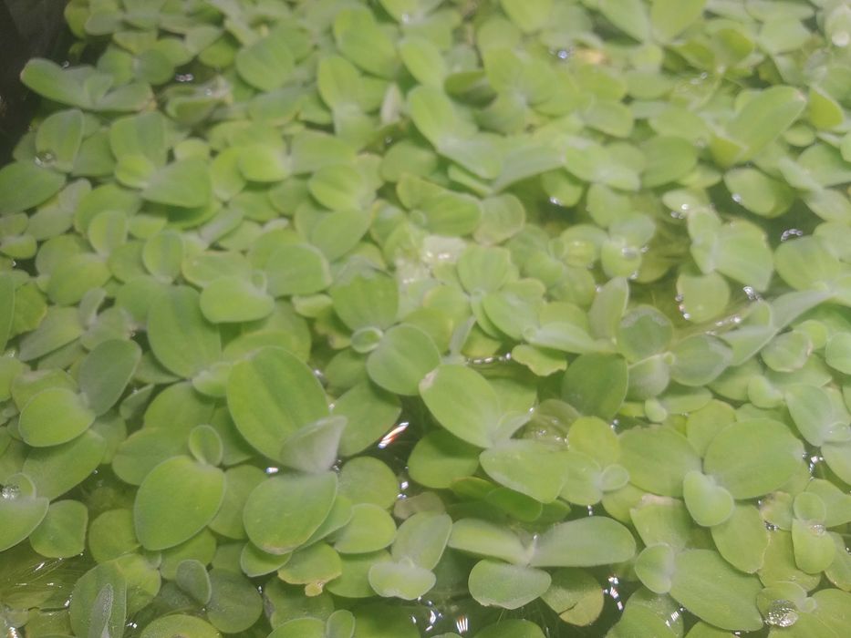 Растения аквариумные