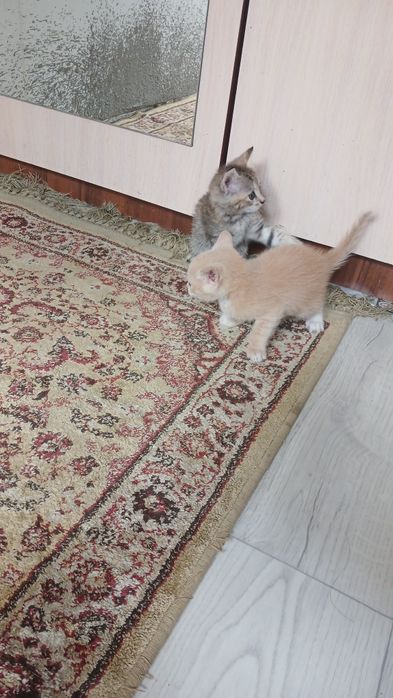 Отдам котенка 1 месяц