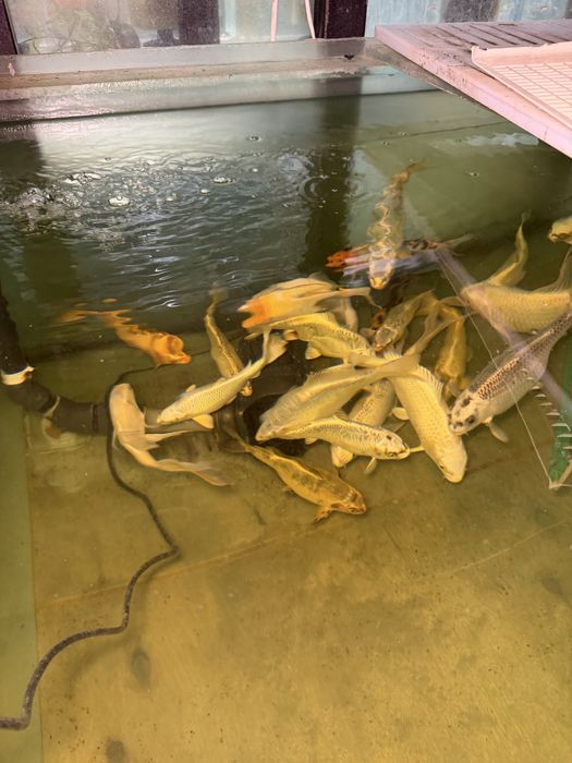 Карпы  рыбы . Цена от 3000.