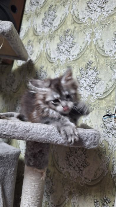 Котенок мейн-кун,девочка