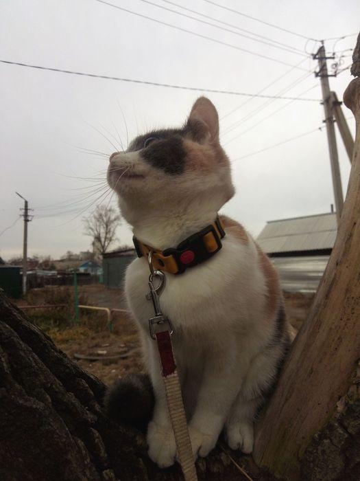 Ласковая кошка ищет новый дом