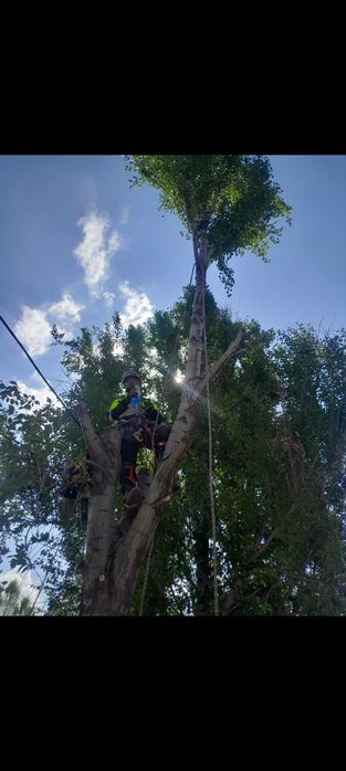 Спил деревьев любой сложности