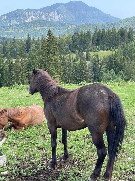 Vand armasari, iepe,manji. sau schimb cu trasura, tractor. camion,4x4