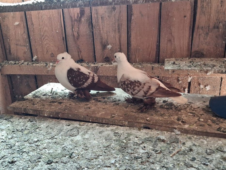 Rîndunele  și gușați de pomerania