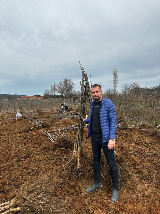 Trandafii pomisor.Prun Cires Aluni Nuc Chandler.Afin.Aronia.Migdal.Tei