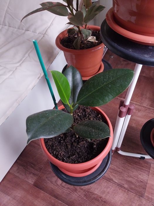 Фикус Черный Принц