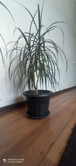 Драцена 50 см продам