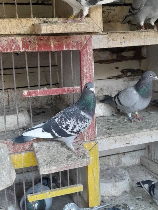 Porumbei galateni de joc și voiajori