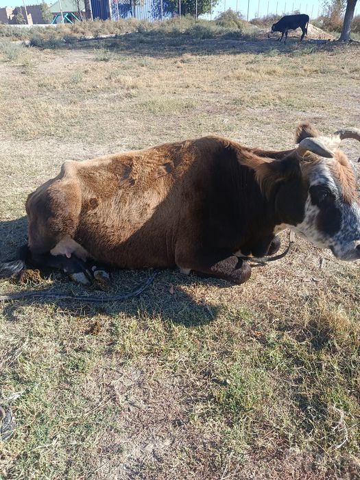 Mol sotiladi ishonchli va sifatli