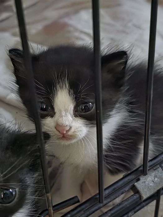 Отдам в добрые руки котят