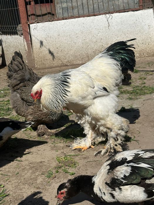 Oua incubat găini brahma