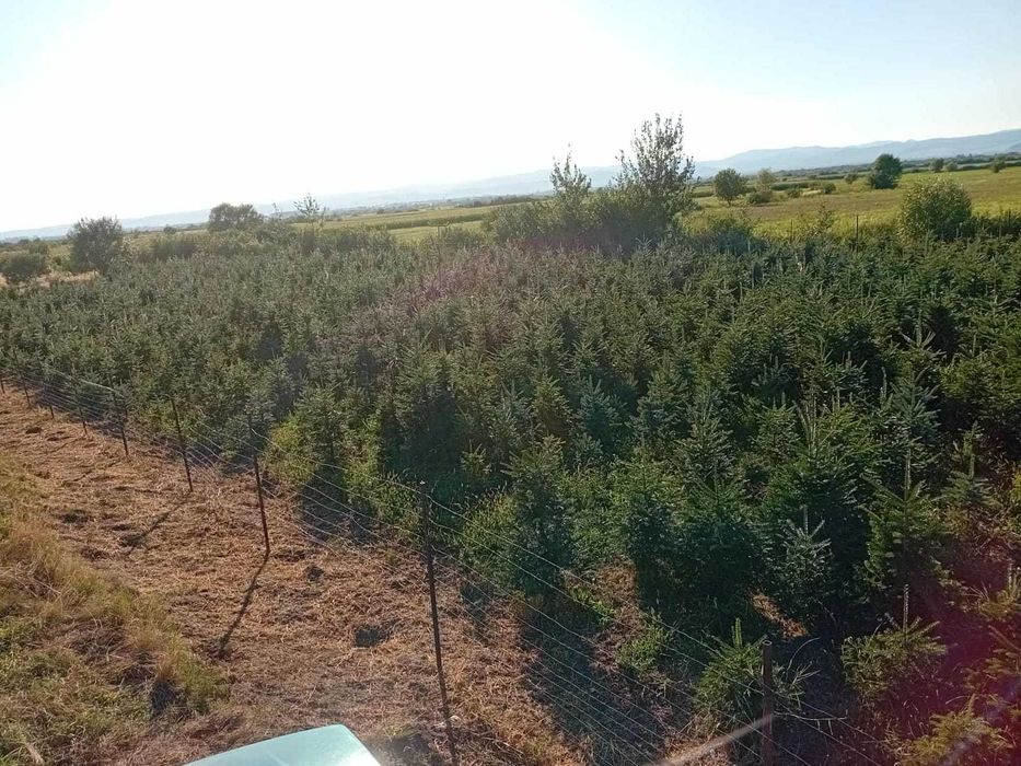 Brad natural fără goluri – aspect perfect