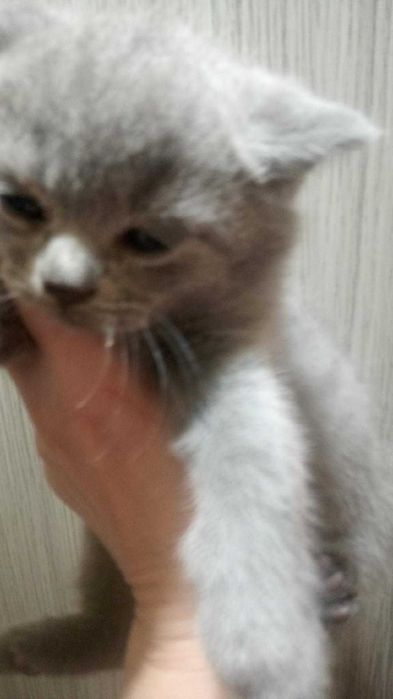 puiut scotish doua luni