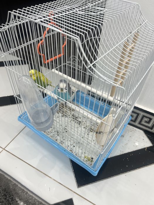 Papagali perusi de vanzare