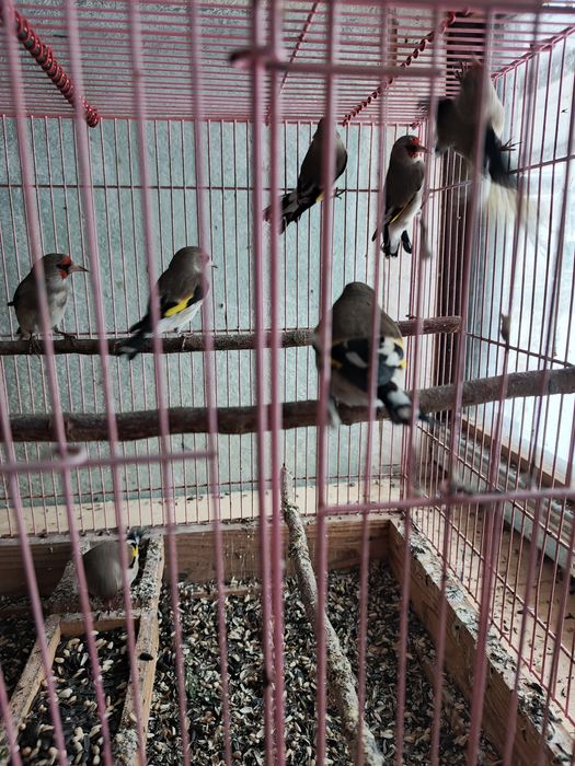 Щеглы седоголовые .простушки