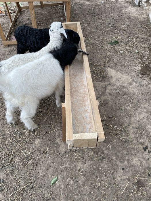 Мал астау бар козыларга